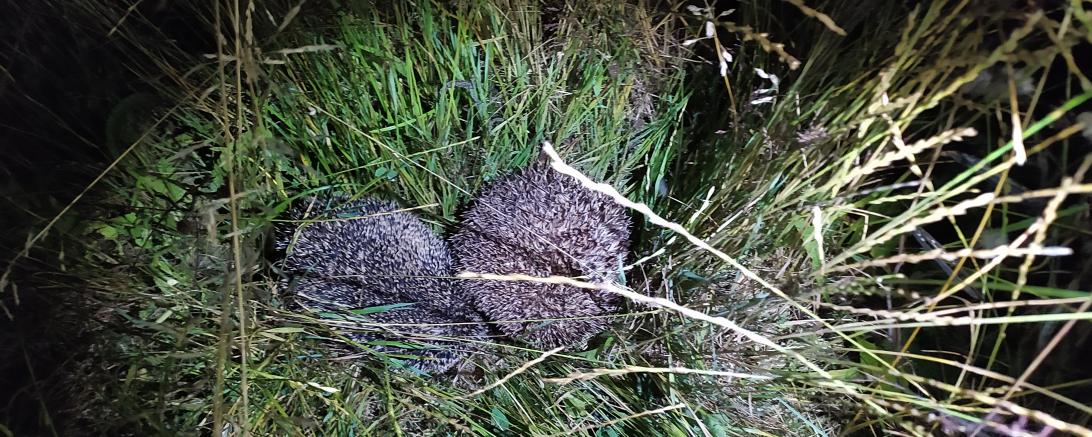 Fun Fact: Die Paarungszeremonie von Igeln nennt man “Igelkarussell”.