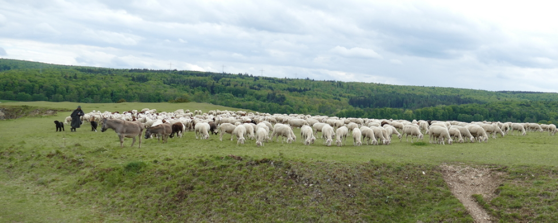 Das Bild zeigt eine Schafherde mit Schäfer.