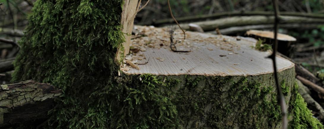 Das Bild zeigt einen gerodeten Baum. 