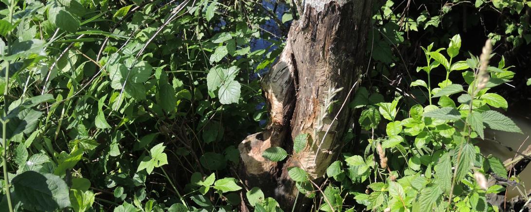 Ein angenagter Baum am Uferstreifen der Ussel. 