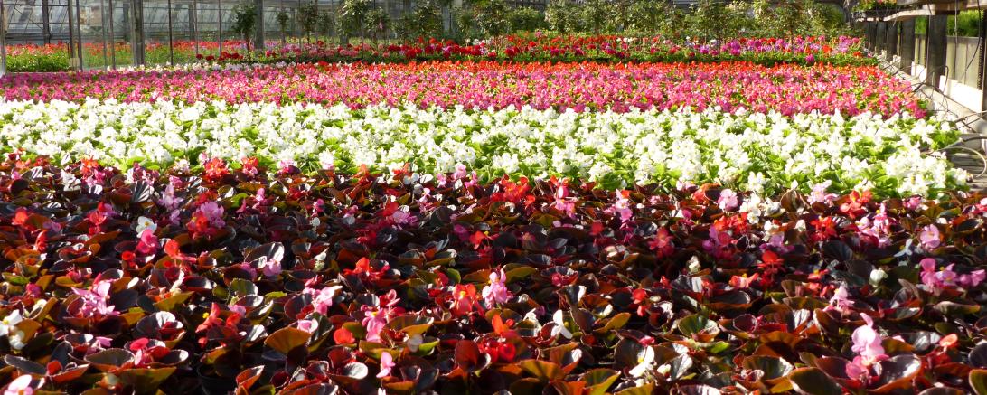 Gewächshaus der Familie Unger. 