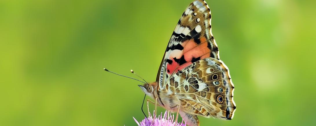 Das Bild zeigt einen Schmetterling. 