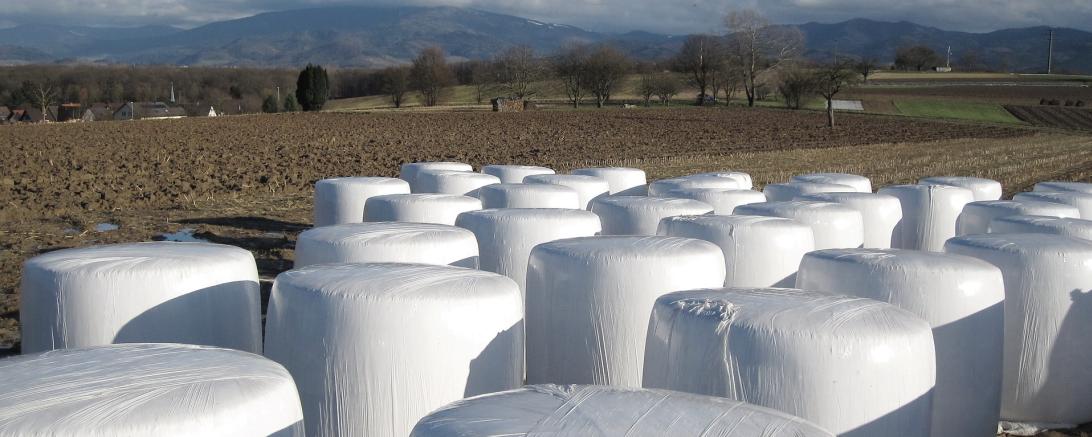 Das Bild zeigt Heuballen auf einem Feld. 