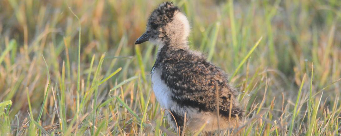 Das Bild zeigt einen jungen Kiebitz.