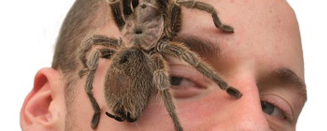 Lebende Riesen Spinnen und Insekten - Ausstellung Donauwörth