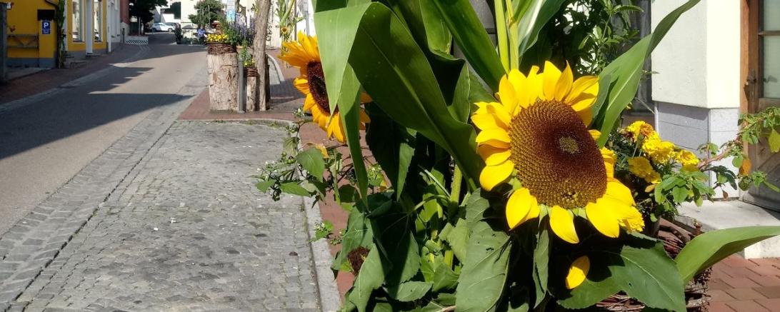 Die Sonnenstraße in Donauwörth wird vom 10. - 12. September einiges zu bieten haben. Neben dem Mädels-Flohmarkt lädt Künstlerin Barbara Clear zum "Live-Painting" und einem Unplugged-Konzert ein. 