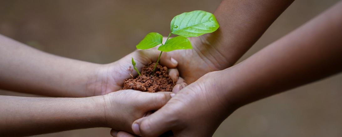 Auf dem Bild sieht man zwei Hände, die Erde in der Hand hält, in der eine Pflanze wächst