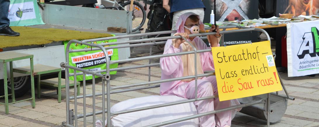 Auf so kleinem Raum werden Schweine in Ferkelzuchtbetrieben gehalten. 