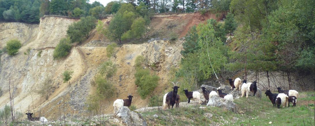 Auf dem Bild zu sehen Ziegen im Erlebnis-Geotop Lindle.