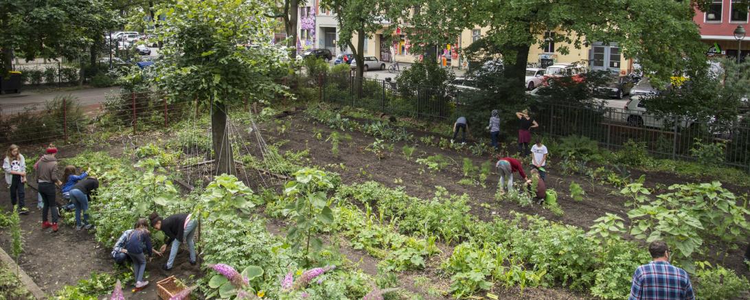 In der GemüseAckerdemie lernen Schülerinnen und Schüler, wie man Lebensmittel anbaut, erntet und verarbeitet.