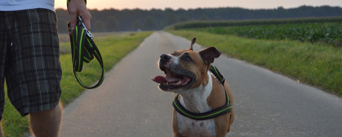 Symbolbild: Mann geht mit Hund spazieren
