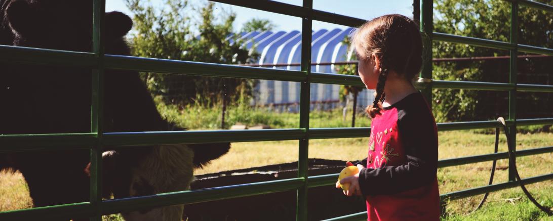 Kind vor Kuh auf Bauernhof, dazwischen Gatter
