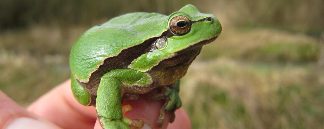 Auf dem Bild ist ein Laubfrosch zu sehen.