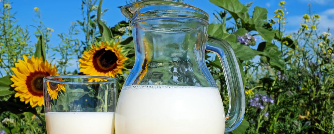 Milch in Glas und in Glaskaraffe, dahinter Sonnenblumen