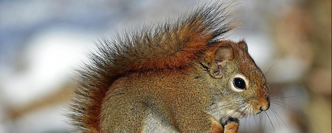 Auf dem Bild sieht man ein Eichhörnchen.