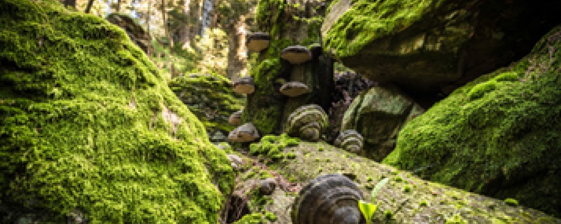 Biotopholz im Bayerischen Wald 