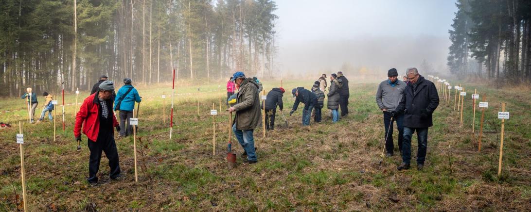 Unter fachkundiger Anleitung von Forstwirtschaftsmeister Konrad Meiershofer wurden auf markierten Wiesenflächen die Bäume gepflanzt. 