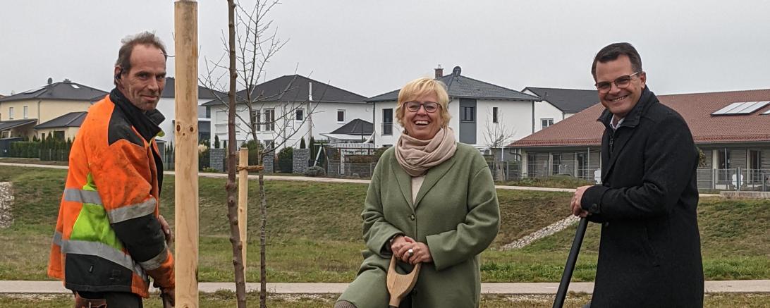 Die Donauwörther Stadträtin Bärbel Stahl zusammen mit Oberbürgermeister Jürgen Sorré (rechts) und einem Mitarbeiter der Stadtgärtnerei bei der Pflanzung der Streuobstwiese in Riedlingen.