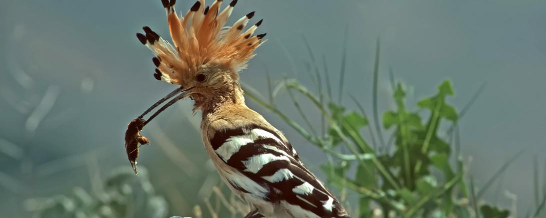 Auf dem Bild ist ein Wiedehopf mit Beute zusehen.