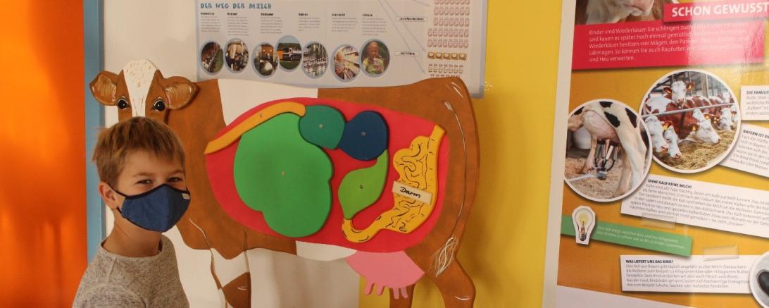 Jakob vor der Lernzirkel-Station „Die Verdauung der Kuh“