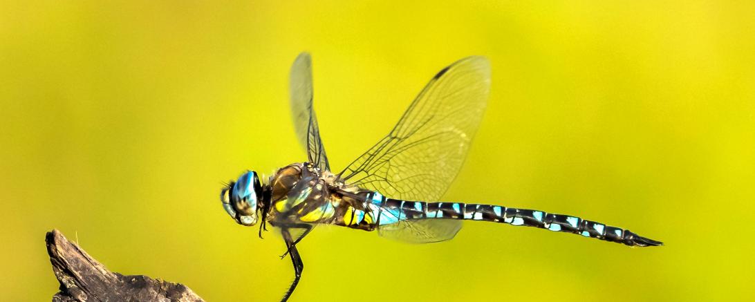 Siegerbild des Wettbewerbs "Bild des Monats Januar" 