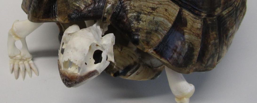 Skelettierte Maurische Landschildkröte