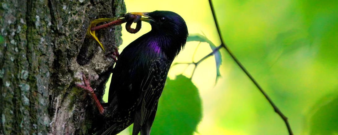 Das Bild zeigt einen Star, der seinen Nachwuchs mit einem fetten Wurm füttert