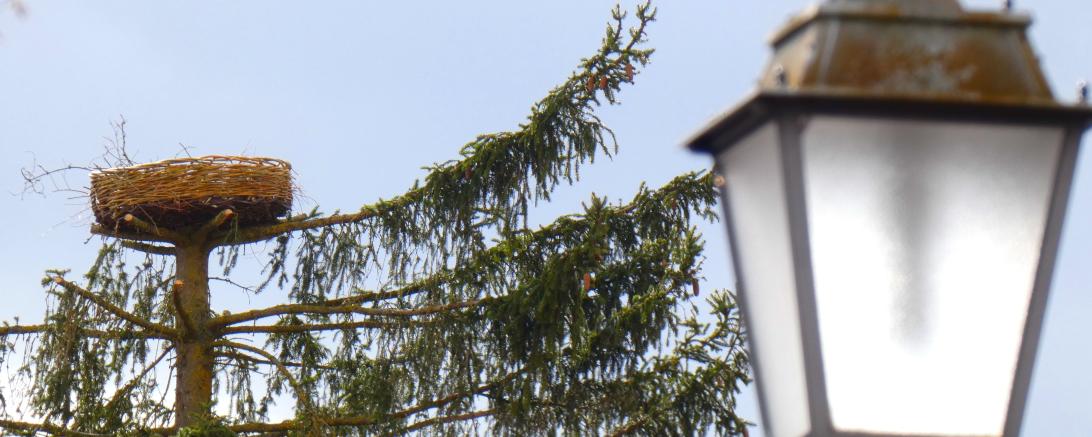 Neues Storchennest am Entengraben in Oettingen