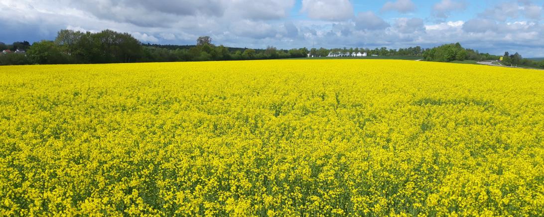Das Bild zeigt eine Rapsfläche der Bayerischen Staatsgüter in der Versuchsstation Neuhof