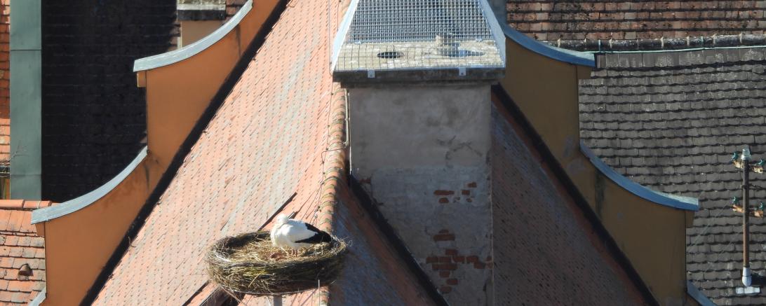 Das Bild zeigt ein Storchennest