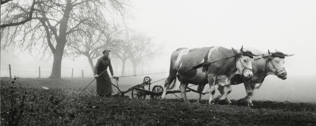 Eine Frau pflügt den Acker mit zwei Kühen.