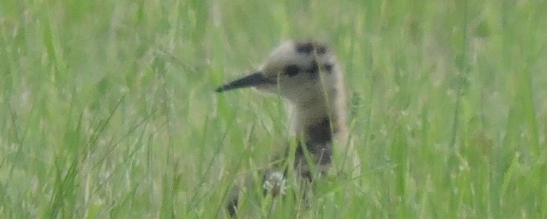 Zu sehen ist ein Küken in einer Wiese.