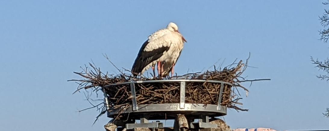 Zu sehen sind Störche in ihrem Nest.