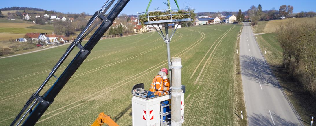 Bild der Montage eines Nistkorbes.