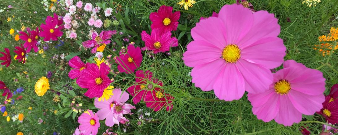 Das Bild zeigt eine Blumenwiese