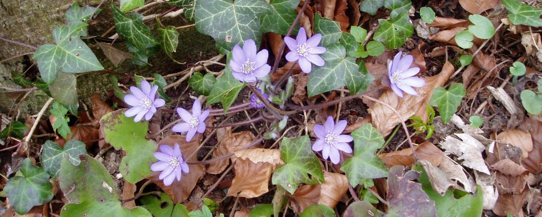 Das Bild zeigt Frühblüher an der Marienhöhe
