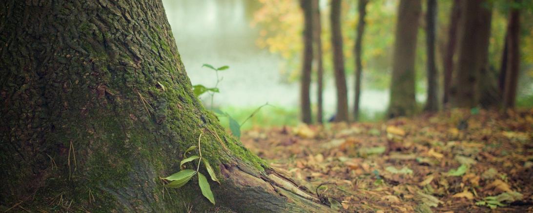 Zu sehen ist ein Wald.