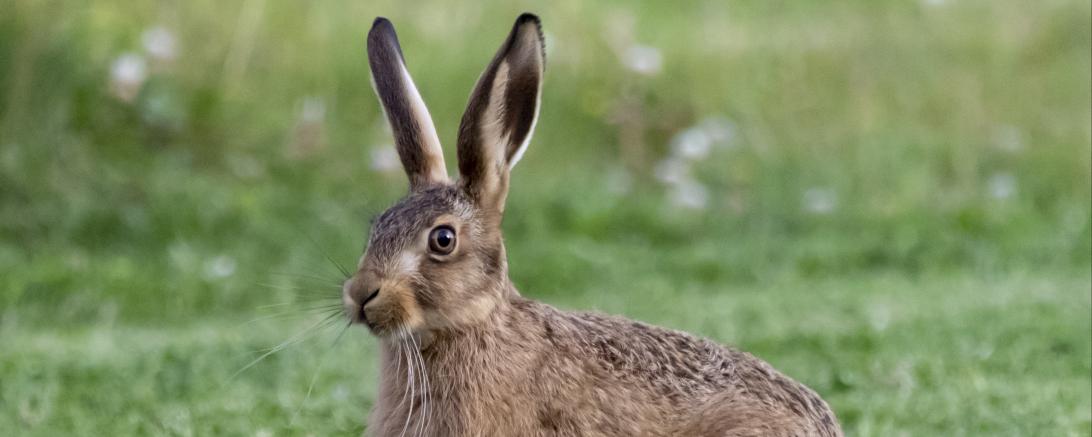 Junger Hase auf einer Wiese