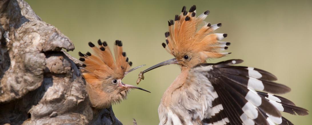 Wiedehopf füttert Nachwuchs