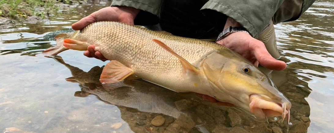 Zu sehen ist eine Barbe. 