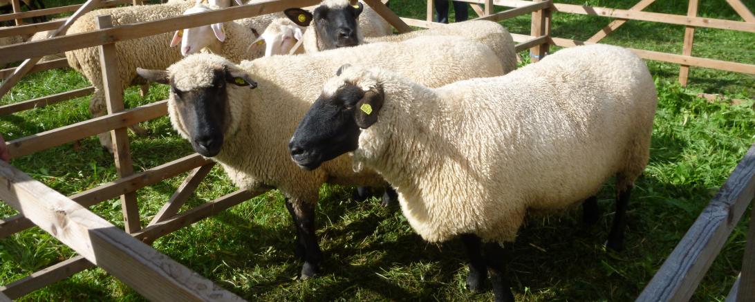 Zu sehen sind mehrere Schafe. 