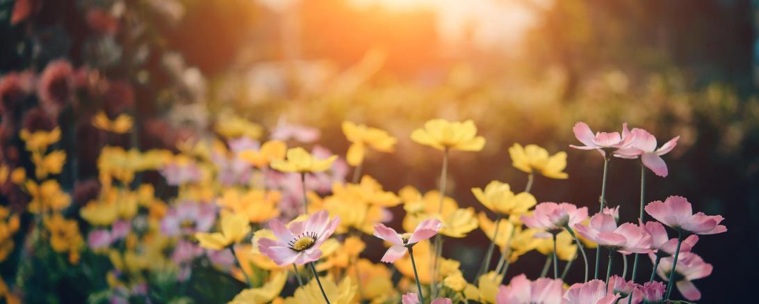 Das Bild zeigt einen Garten.