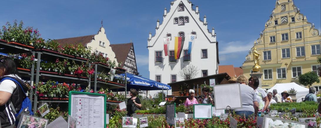 Das Bild zeigt den Fuchsienmarkt in Wemding.