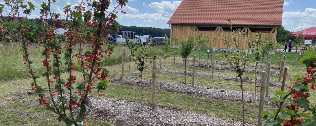Obstbaum vor Gebäude. 