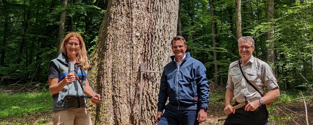 OB Jürgen Sorré informierte sich vor Ort über die Aktion. Stadtförster Michael Fürst und die zuständige Beamtin des AELF Nördlingen, Forstamtsfrau Maria Fürst, demonstrieren die Kartierung und die dafür notwendigen Baummerkmale an einer besonders imposanten Eiche in der Waldabteilung „Spacht“. 