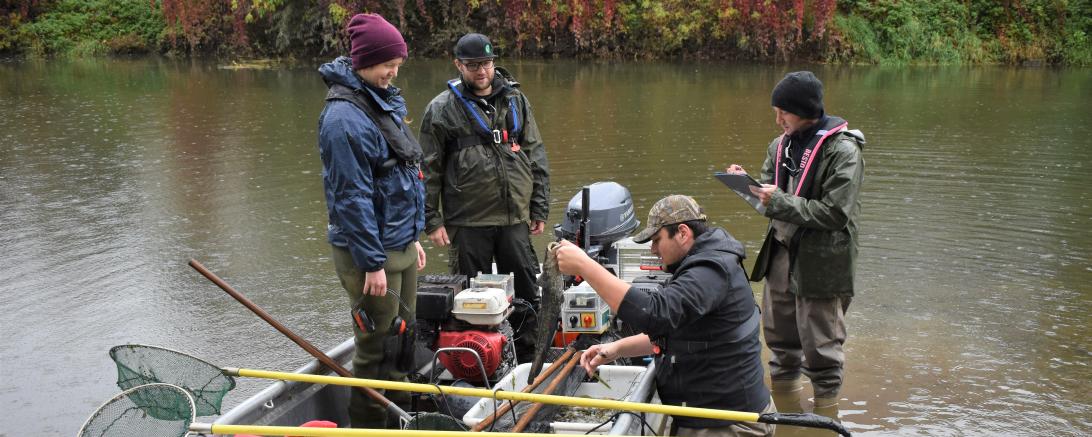 Das Bild zeigt die Befischung der Donau.