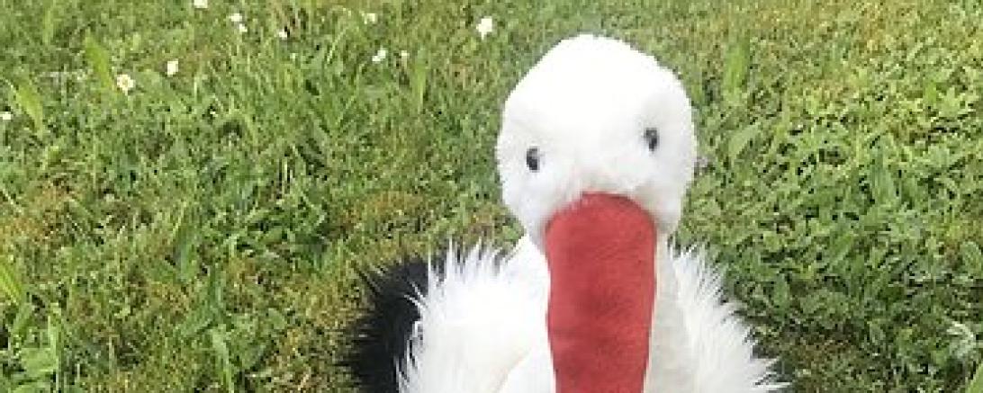 Das Bild zeigt den Storch Ottilie.