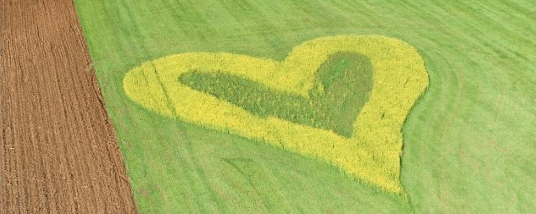 Das Bild zeigt ein Herz auf einer Wiese