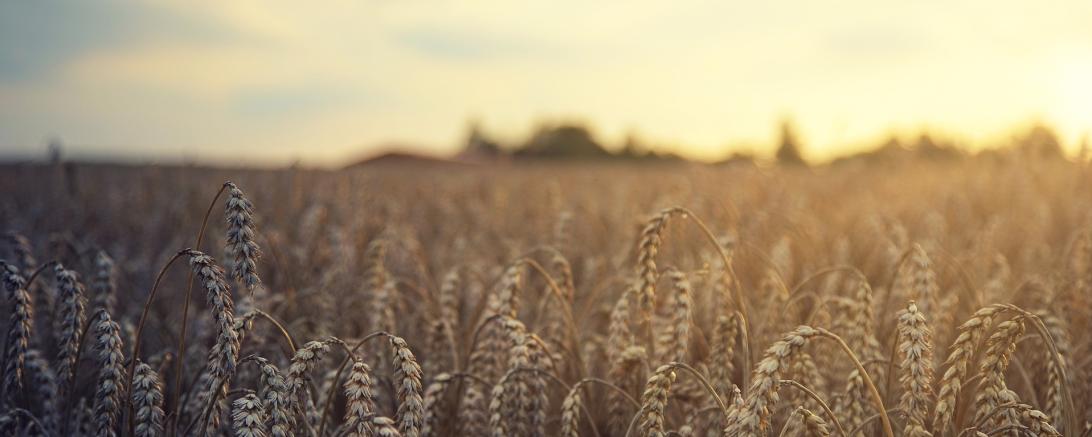 Das Bild zeigt ein Weizenfeld.
