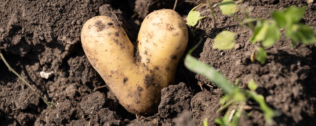 Kartoffel in Herzform